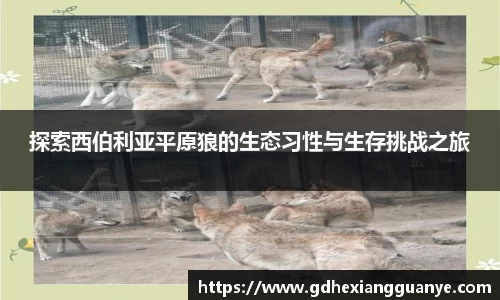 探索西伯利亚平原狼的生态习性与生存挑战之旅
